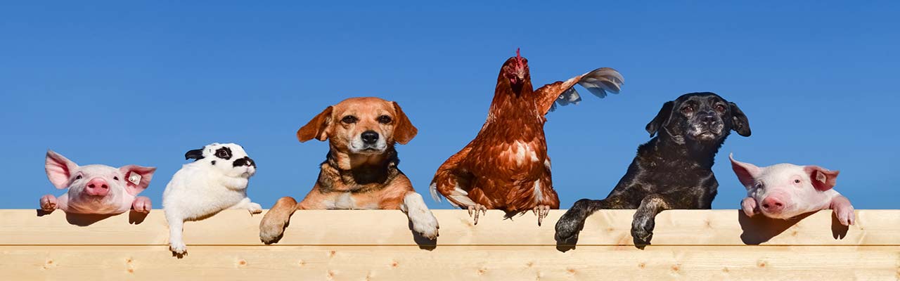 Farmen mit Tieren in Italien