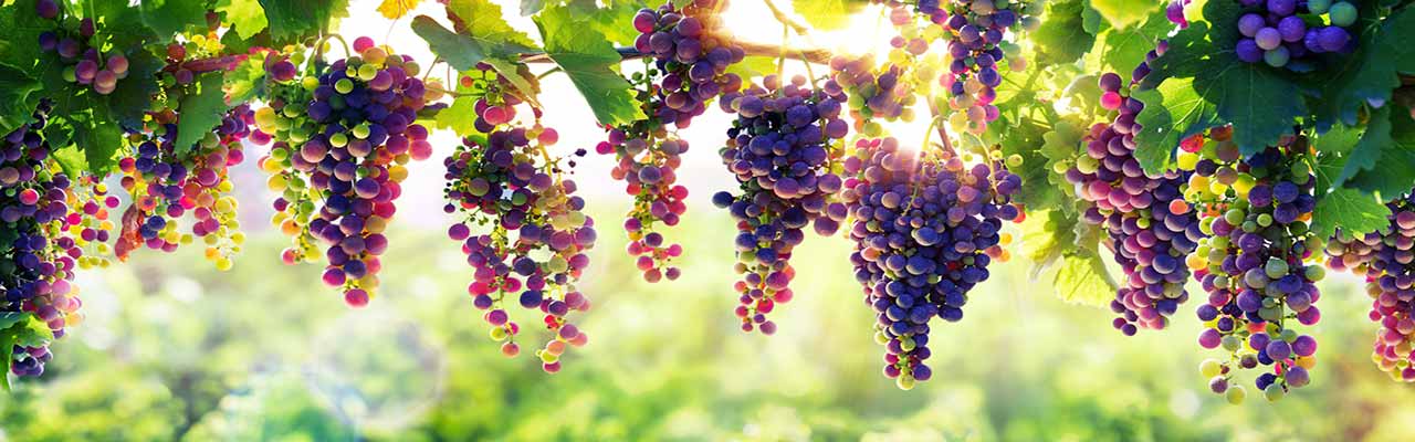 Bauernhäuser mit Weinbergen in der Toskana