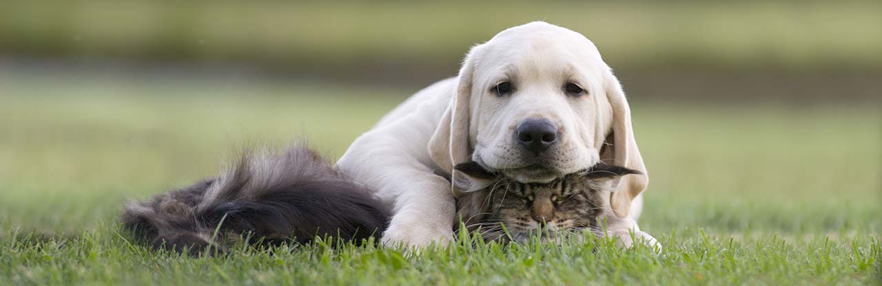 Agriturismo mit Tieren