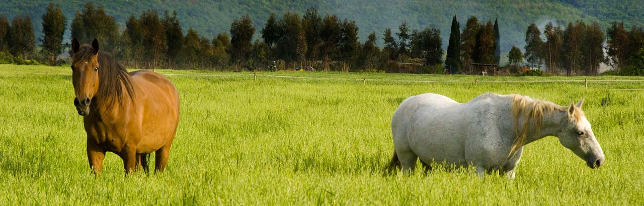 Agriturismo mit Pferden und Reitmöglichkeit