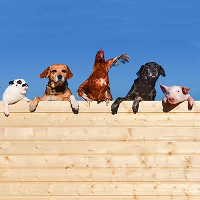 Bauernhaus mit Nutztieren