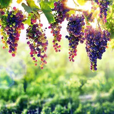 Urlaub in einem Bauernhaus mit Weinbergen der Toskana