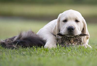 Agriturismo mit Tieren in Italien? Aber klar doch!