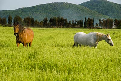 Agriturismo mit Reitstall